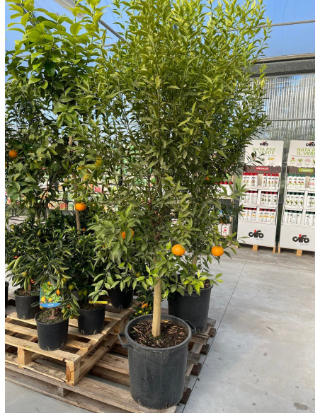 Vendita Albero di Mandarino in Mastello-Alberi di Agrumi|Mondo Piante