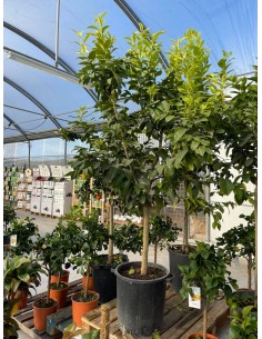 copy of Lemon Tree Red Pulp...