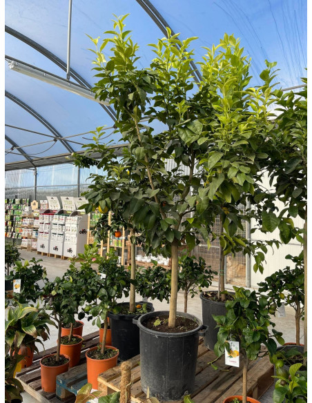 Vendita Albero di Limone Rosso in Mastello-Agrumi|Mondo Piante