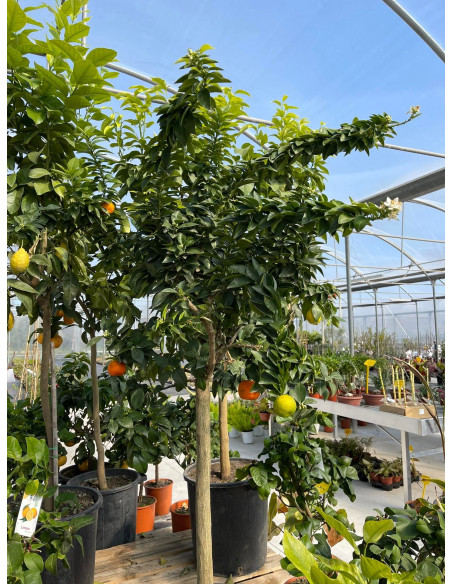 Vendita Albero Bergamotto in Mastello - Alberi di Agrumi|Mondo Piante