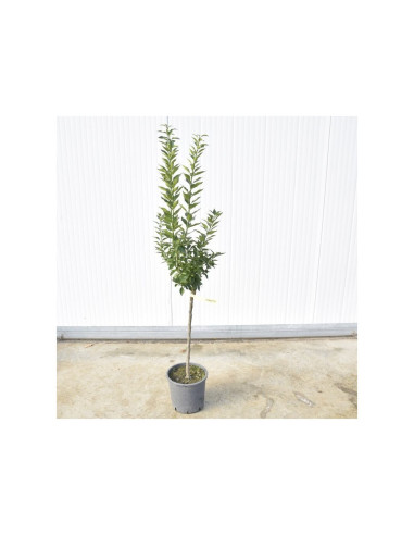 Albero di Bergamotto 3 Anni | Mondo Piante