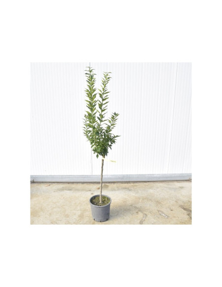 Albero di Bergamotto 3 Anni | Mondo Piante
