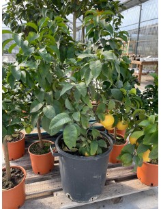 Albero di Pompelmo in Mastello