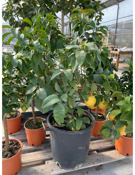 Vendita Albero di Pompelmo Mastello - Alberi di Agrumi|Mondo Piante