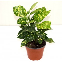 Aucuba, Pianta Vaso 14cm 2