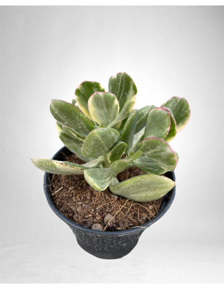 Vendita Pianta Grassa Crassula Ovata Variegata | MondoPiante