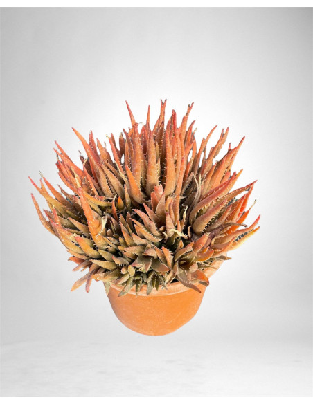 Vendita Haworthia attenuata Concolor | MondoPiante