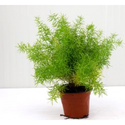 Asparagus Sprengeri Plant 2