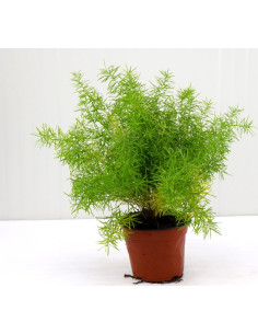 5x Piante Asparagus Sprengeri Vaso 7cm | Ricadenti | Mondo Piante 2
