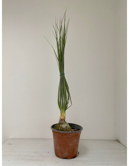 Vendita Pianta di Beaucarnea-Piante Verdi|Mondo Piante