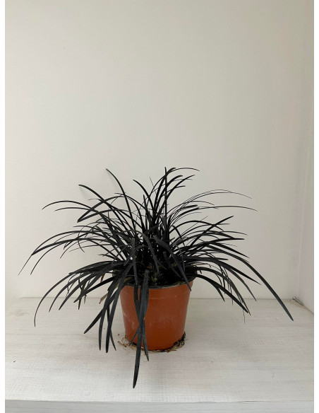 Vendita Online 5 Piante Ophiopogon Vaso 7-Piante Online | Mondo Piante