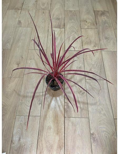 Vendita Dracaena Cordyline Indivisa-Piante Da Cespuglio|Mondo Piante