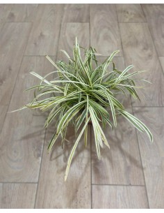 Liriope Variegata Plant