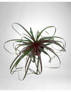 copy of Bromeliad plant