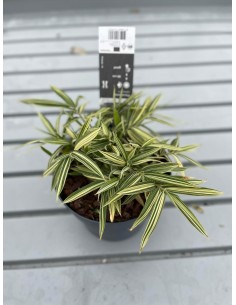 Pianta Bamboo Vaso 14cm 2