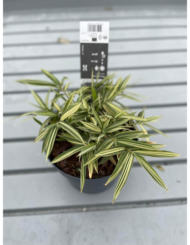 Vendita Pianta Bamboo Vaso 14-Piante Da Cespuglio Online|Mondo Piante