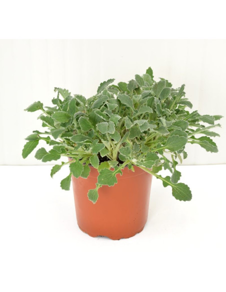 Pianta di Arctotis in Vaso 18cm - Piante Da Cespuglio | Mondo Piante