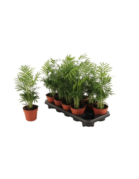 Vendita Pianta di Chamaedorea elegans-Piante Verdi|Mondo Piante