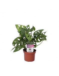 Pianta Monstera...