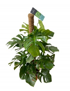 Pianta Monstera deliciosa...