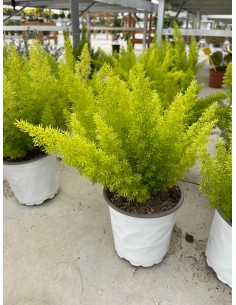Pianta di Asparagus Coda di...