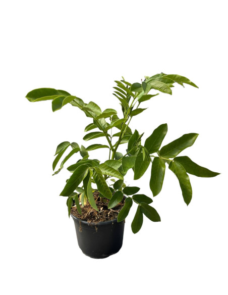 Pianta Cassia in Vaso 18cm- Vendita Piante Da Cespuglio | Mondo Piante