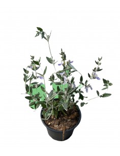 Pianta di Teucrium in  Vaso...