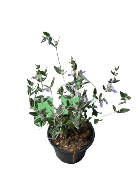 Pianta di Teucrium in  Vaso 18cm - Pianta Da Cespuglio | Mondo Piante