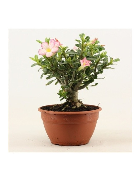 Adenium Plant for Sale - Bush Plants Online | Mondo Piante