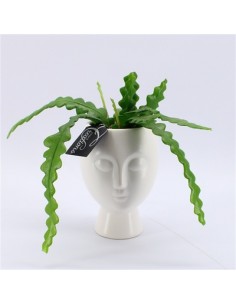 copy of Sanseveria Plant...