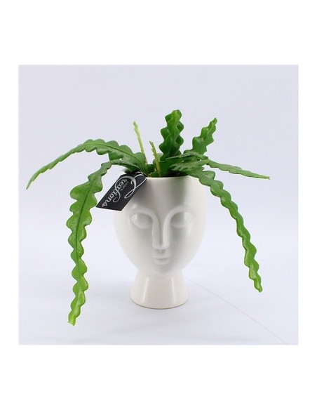 Sanseveria Plant Sale - Green Plants | Vivaio Mondo Piante