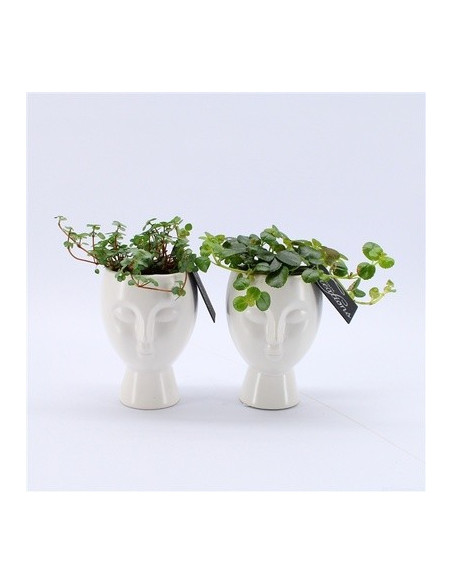 Vendita Pianta Callisia Turtle-Piante Verdi Online| Mondo Piante