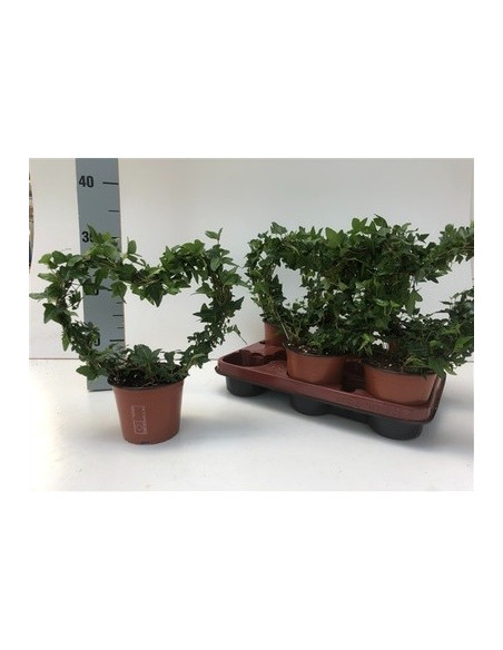 Sale of  Edera Hibernica Plant - Climbing Plant | Mondo Piante