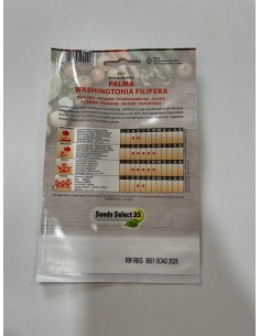 copy of Canary Palm Seeds 2