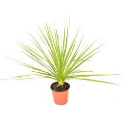 Pianta Dracaena Cordyline... 2