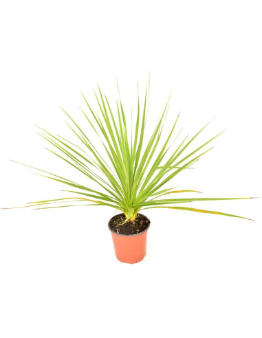 Vendita Dracaena Cordyline Indivisa-Piante Da Cespuglio|Mondo Piante