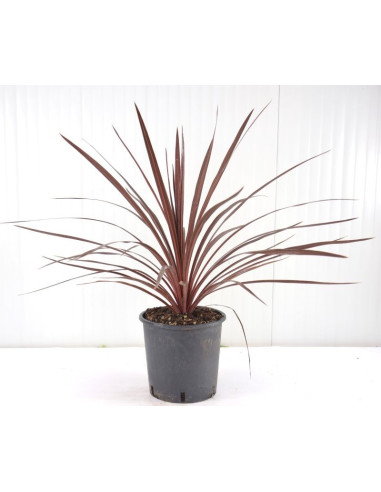 Vendita Dracaena Cordyline Indivisa-Piante Da Cespuglio|Mondo Piante