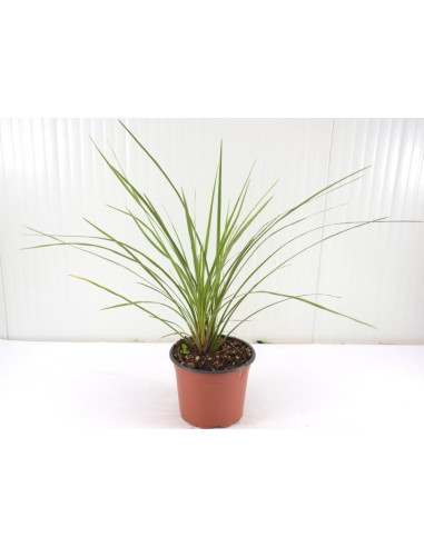 Vendita Dracaena Cordyline Indivisa-Piante Da Cespuglio|Mondo Piante