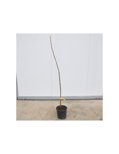 On-line Sale of the Common Walnut Tree-Fruit Trees|Mondo Piante