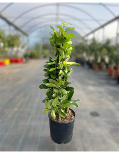 Pianta Limone Variegato a Piramide Vaso 17cm | Mondo Piante