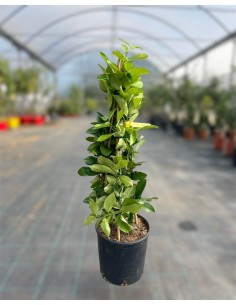 Pianta di Limone variegato...