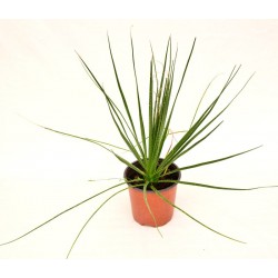 copy of Pianta Westringia...