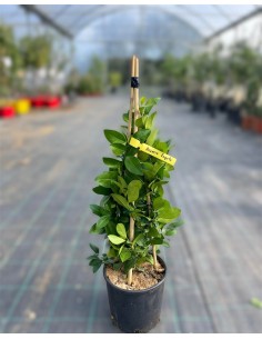 copy of Navel Orangee Tree