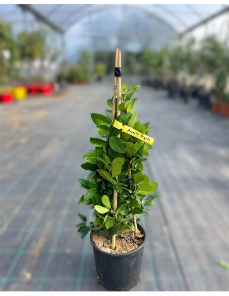 Vendita Albero Arancio a piramide-Alberi di Agrumi OnLine|Mondo Piante