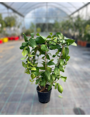 Vendita Pianta di Limone a spalliera - Alberi di Agrumi | Mondo Piante