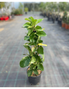 Pianta Limone Variegato a Piramide Vaso 17cm | Mondo Piante 2