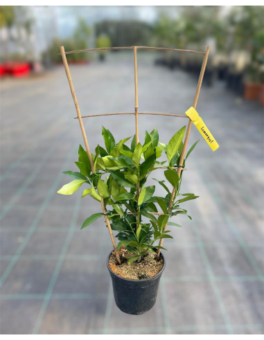 Vendita Albero di Lemonquat - Alberi di Agrumi | Mondo Piante