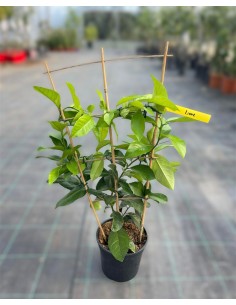 Albero di Lime a spalliera