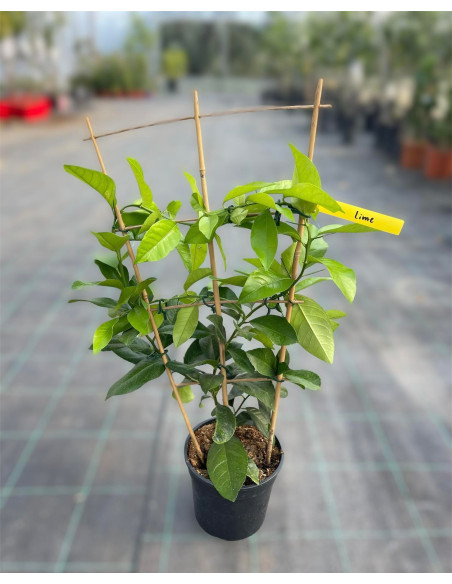 Vendita Albero Lime a Spalliera- Alberi di Agrumi OnLine | MondoPiante