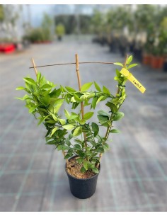 Albero di Limone rosso a...